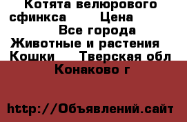 Котята велюрового сфинкса. .. › Цена ­ 15 000 - Все города Животные и растения » Кошки   . Тверская обл.,Конаково г.